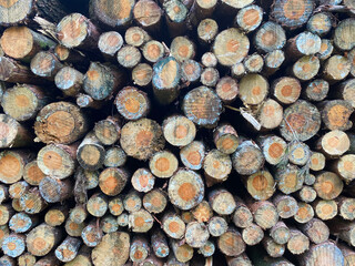 Stacked logs of felled pine trees. Logging.