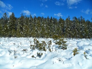 Winter forest with a small pine