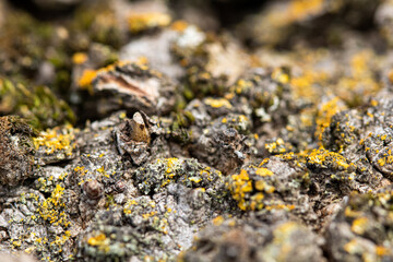 lichen on bark