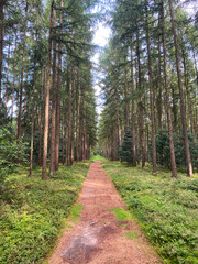 Pine trees in a German forest