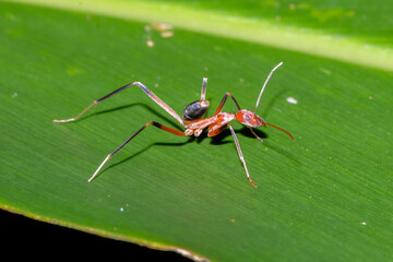 Spindly Orange Ant Walking Across Leaf Surface