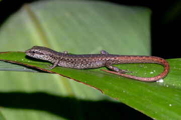 Shadeskink Posed on Green Rainforest Foliage