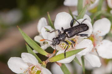 Dark Beetle with Orange Antennae feeding on Tea Tree Flowers