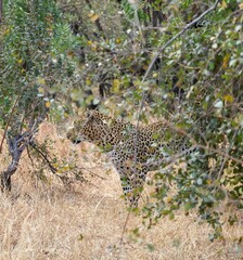 leopard in the bush © SkapieApie