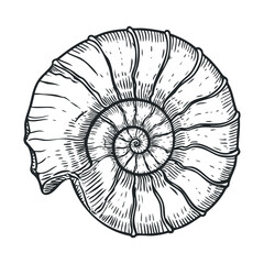 Obraz premium Spiral seashell sketch for marine decor and educational use