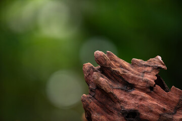 Old or dead wood on natural background.