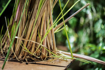 Obraz premium Vetiver Grass or Chrysopogon zizanioides trees on natural background.