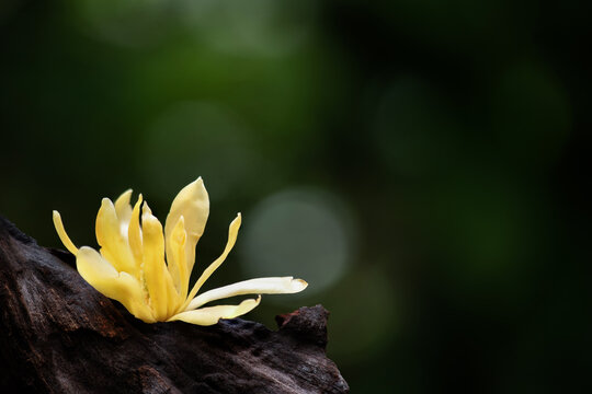  Magnolia champaca (L.) Baill. ex Pierre flower on natural background.
