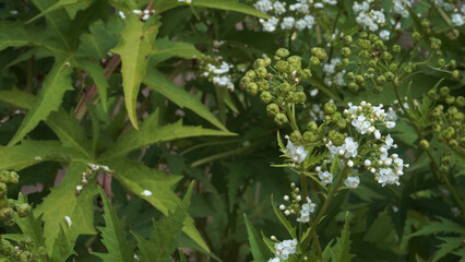 A close-up view of the Glade Mallow plant. Napaea dioica features clusters of small white flowers, round green buds, and large, deeply lobed maple-like leaves. 