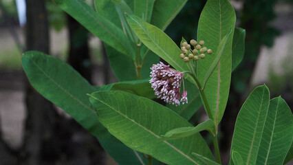A close-up of the Common Milkweed plant in bloom. This view of Asclepias syriaca shows a spherical cluster of intricate pink flowers and large green leaves. 