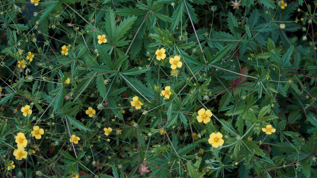 A close-up view of Tormentil, a low-growing medicinal herb. The Potentilla erecta plant shows bright yellow flowers with four petals and palmate green leaves. 