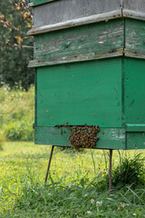 A green wooden beehive on metal legs with peeling paint, surrounded by grass and clover flowers. Bees gather near the hive entrance, showing activity.