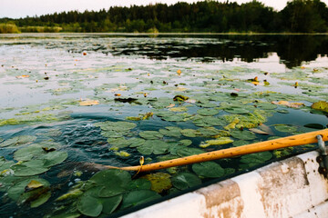 Water lilies on a lake in sweden