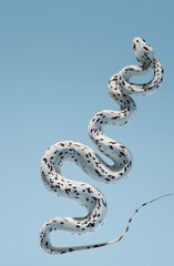 Fototapeta premium snake with dark brown and brown spots, full body view, isolated on a white background,