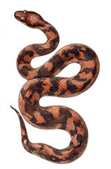  snake with dark brown and brown spots, full body view, isolated on a white background,