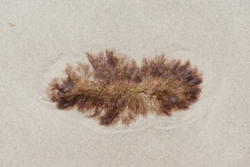 Eine am Strand angesp&uuml;lte abgestorbene Braunalge mit filigranen Ver&auml;stelungen trocknet unter der Sonnenstrahlung langsam aus