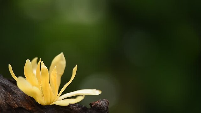 Orange magnolia champaca (L.) Baill. ex Pierre  flower blooming on natural background.