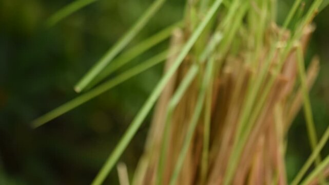 Vetiver Grass or Chrysopogon zizanioides green leraves and trees on natural background.