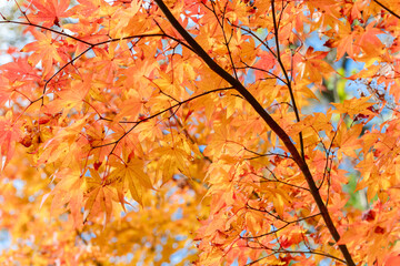 赤色やオレンジに紅葉した秋のカエデの葉