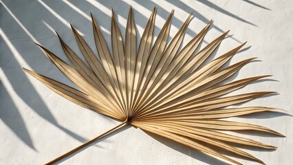 Obraz premium Dried palm leaf with dramatic shadow and sunlight