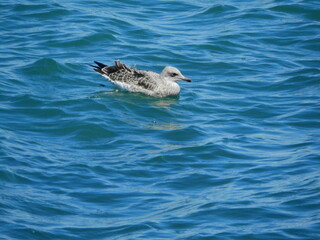 natural white seagull photo on the roof	