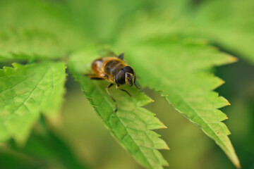bee on green leaf