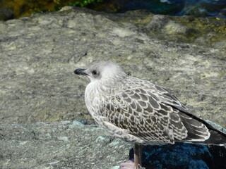 natural white seagull photo on the roof	