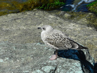 natural white seagull photo on the roof	
