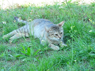 tiny blue eyed kittens photo	