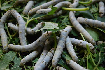 養蚕場 カイコ 桑の葉