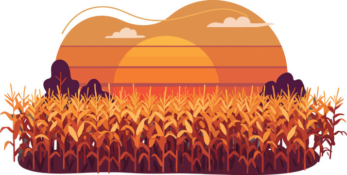Sunset over cornfield with orange sky and cloud silhouettes in rural landscape vector illustration 