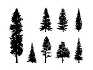 Fototapeta premium Tall trees evergreen coniferous silhouette nature forest botanical illustration graphic design PNG clipart pine spruce cedar landscape outdoor foliage environment wood trunk branches leaves