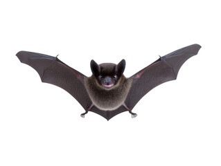Fototapeta premium Detailed illustration of bat with outstretched wings, showcasing its unique features and textures. bat appears to be in playful pose, highlighting its large ears and expressive face