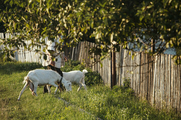Fototapeta premium white goats in a field