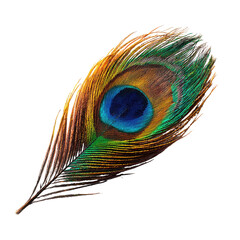 Obraz premium Close-up peacock feather