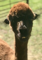 Obraz premium llama in the zoo