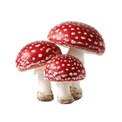 Obraz premium Three vibrant red and white spotted mushrooms