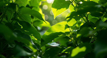 Lush green leaves foliage sunlit nature background vibrant growth fresh foliage natural beauty sunlight 100