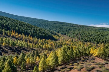 Dense pine forest with scattered yellow trees on a sunny day under a clear, bright blue sky