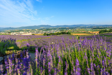 日の出公園のラベンダー