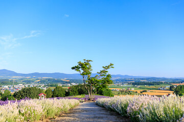 Obraz premium 日の出公園のラベンダー