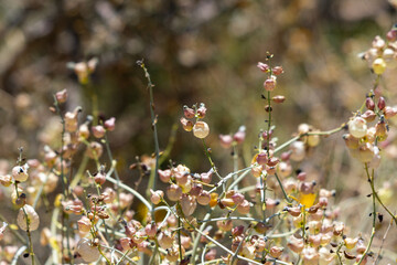 Bladder Sage