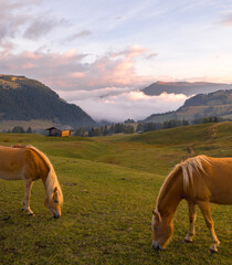 horses in the mountains
