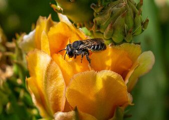 Close up of a Cactus Woodborer Bee (Lithurgopsis) atop the petals of a Plains Prickly Pear Cactus flower.
