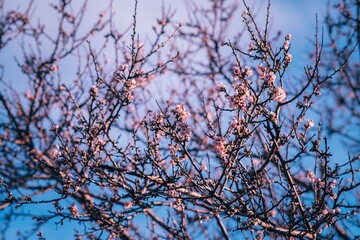 Blossoming tree branches with pink flowers.