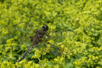 Brown dragonfly on flower