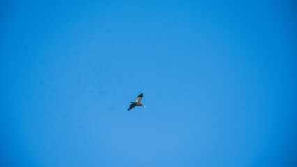 birds in flight