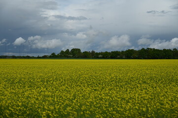 Fototapeta premium Champs de fleurs jaunes yellow flowers field countryside