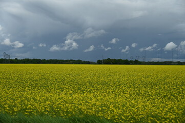 Fototapeta premium Champs de fleurs jaunes yellow flowers field countryside