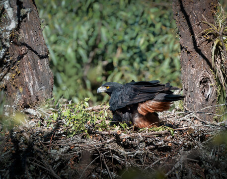 &Aacute;guila poma en nido, ave en peligro de extinci&oacute;n.